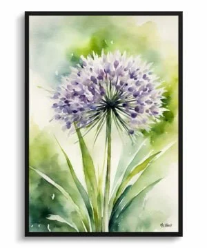 Ornamental onion (Allium Nigrum) Watercolour Botanical Art Print - Crow Wild Garlic Framed Plant Wall Art