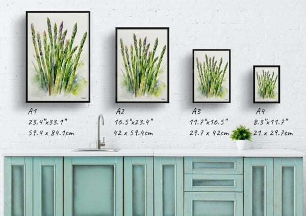 watercolour botanical print flowers asparagus officinalis gijnlim print size comparison