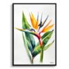 Bird of Paradise (Strelitzia Reginae) Watercolour Botanical Art Print - Crane Flower Minimalist Framed Plant Wall Art 1 watercolour botanical print flowers bird of paradise minimalist front view