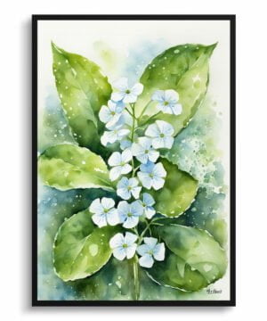 Siberian bugloss (Brunnera Macrophylla) Watercolour Botanical Art Print - Boraginaceae Framed Plant Wall Art