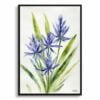 watercolour botanical print flowers camassia leichtlinii subsp minimalist front view