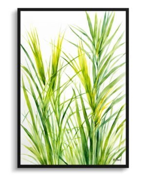 Japanese Sedge Watercolour Botanical Art Print - Carex Oshimensis Everillo Minimalist Framed Plant Wall Art
