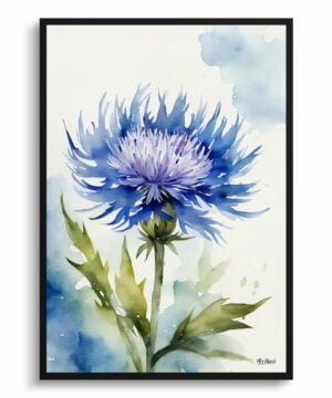 Cornflower Watercolour Botanical Art Print - Centaurea cyanus Blue Boy Framed Plant Wall Art