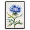 Cornflower Watercolour Botanical Art Print - Centaurea cyanus Blue Boy Minimalist Framed Plant Wall Art 2 watercolour botanical print flowers centaurea cyanus blue boy minimalist front view