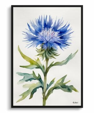 Cornflower Watercolour Botanical Art Print - Centaurea cyanus Blue Boy Minimalist Framed Plant Wall Art