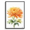 Asteraceae Watercolour Botanical Art Print - Chrysanthemum Minimalist Framed Plant Wall Art 2 watercolour botanical print flowers chrysanthemum minimalist front view
