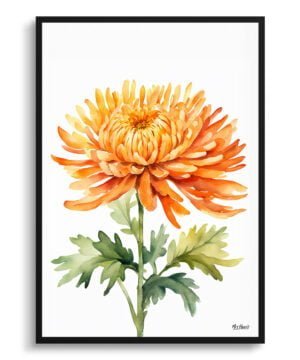 Asteraceae Watercolour Botanical Art Print - Chrysanthemum Minimalist Framed Plant Wall Art