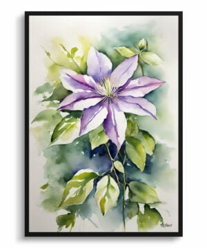 Leather flower (Clematis Beauty) Watercolour Botanical Art Print - Gravetye Framed Plant Wall Art
