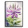 Spider flower (Cleome) Watercolour Botanical Art Print - Violet Queen Framed Plant Wall Art 2 watercolour botanical print flowers cleome hassleriana violet queen front view