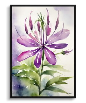 Spider flower (Cleome) Watercolour Botanical Art Print - Violet Queen Framed Plant Wall Art