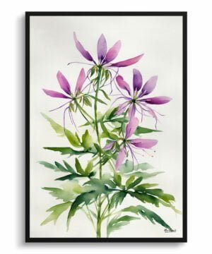 Spider flower (Cleome) Watercolour Botanical Art Print - Violet Queen Minimalist Framed Plant Wall Art