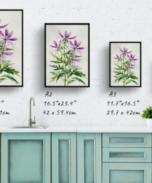 Spider flower (Cleome) Watercolour Botanical Art Print - Violet Queen Minimalist Framed Plant Wall Art 17 Spider flower (Cleome) Watercolour Botanical Art Print - Violet Queen Minimalist Framed Plant Wall Art - Image 4