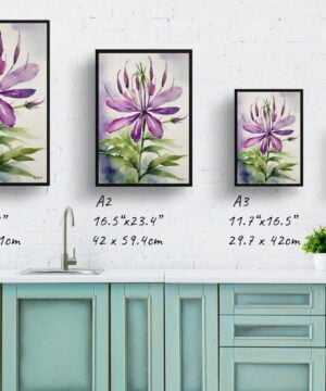 Spider flower (Cleome) Watercolour Botanical Art Print - Violet Queen Framed Plant Wall Art 17 Spider flower (Cleome) Watercolour Botanical Art Print - Violet Queen Framed Plant Wall Art - Image 4