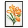 Natal lily Watercolour Botanical Art Print - Clivia Minimalist Framed Plant Wall Art 2 watercolour botanical print flowers clivia minimalist front view