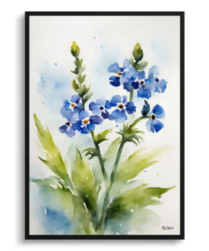 Chinese Forget-me-not Watercolour Botanical Art Print - Cynoglossum Amabile Framed Plant Wall Art