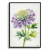Queen Anne's lace (Daucus carota) Watercolour Botanical Art Print - Cosmic Carrot Minimalist Framed Plant Wall Art 2 watercolour botanical print flowers daucus carota purple haze minimalist front view