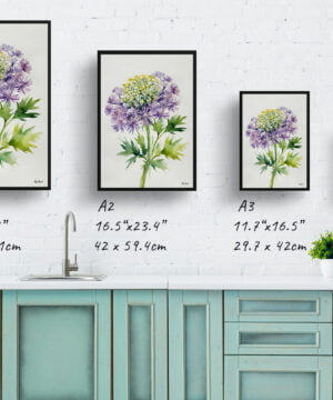 Queen Anne's lace (Daucus carota) Watercolour Botanical Art Print - Cosmic Carrot Minimalist Framed Plant Wall Art 17 Queen Anne's lace (Daucus carota) Watercolour Botanical Art Print - Cosmic Carrot Minimalist Framed Plant Wall Art - Image 4