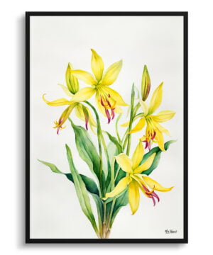 Erythronium Fawn lily Watercolour Botanical Art Print - Dogtooth Violet Minimalist Framed Plant Wall Art