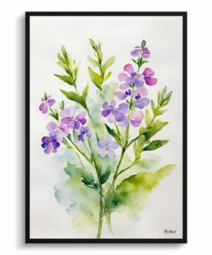 Dame's Rocket Watercolour Botanical Art Print - Hesperis Matronalis Minimalist Framed Plant Wall Art