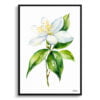 Jasminum officinale Watercolour Botanical Art Print - Jasmine Minimalist Framed Plant Wall Art 1 watercolour botanical print flowers jasmine minimalist front view