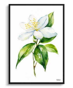 Jasminum officinale Watercolour Botanical Art Print - Jasmine Minimalist Framed Plant Wall Art