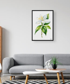 Jasminum officinale Watercolour Botanical Art Print - Jasmine Minimalist Framed Plant Wall Art 16 Jasminum officinale Watercolour Botanical Art Print - Jasmine Minimalist Framed Plant Wall Art - Image 3