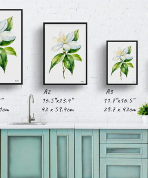 Jasminum officinale Watercolour Botanical Art Print - Jasmine Minimalist Framed Plant Wall Art 17 Jasminum officinale Watercolour Botanical Art Print - Jasmine Minimalist Framed Plant Wall Art - Image 4