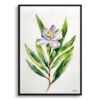 Bay Laurel Flower Watercolour Botanical Art Print - Minimalist Framed Plant Wall Art 2 watercolour botanical print flowers laurel minimalist front view