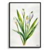 Giant Summer Snowflake Watercolour Botanical Art Print - Leucojum Aestivum Gravetye Minimalist Framed Plant Wall Art 1 watercolour botanical print flowers leucojum aestivum gravetye giant minimalist front view
