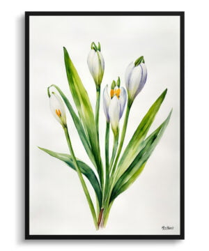 Giant Summer Snowflake Watercolour Botanical Art Print - Leucojum Aestivum Gravetye Minimalist Framed Plant Wall Art