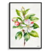 Howgate Wonder Apple Watercolour Botanical Art Print - Malus Domestica Minimalist Framed Plant Wall Art 1 watercolour botanical print flowers malus domestica howgate wonder minimalist front view