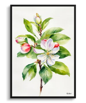 Howgate Wonder Apple Watercolour Botanical Art Print - Malus Domestica Minimalist Framed Plant Wall Art