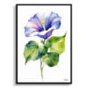 Morning Glory Blue Watercolour Botanical Art Print - Ipomoea Purpurea Minimalist Framed Plant Wall Art 2 watercolour botanical print flowers morning glory minimalist front view