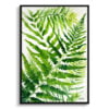 Sensitive Fern Watercolour Botanical Art Print - Onoclea Sensibilis Framed Plant Wall Art 2 watercolour botanical print flowers onoclea sensibilis front view