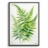 Sensitive Fern Watercolour Botanical Art Print - Onoclea Sensibilis Minimalist Framed Plant Wall Art 1 watercolour botanical print flowers onoclea sensibilis minimalist front view