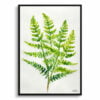 Royal fern Watercolour Botanical Art Print - Osmunda Regalis Minimalist Framed Plant Wall Art 2 watercolour botanical print flowers osmunda regalis royal fern minimalist front view
