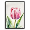 Tulipa Watercolour Botanical Art Print - Pink tulip Framed Plant Wall Art 2 watercolour botanical print flowers pink tulip front view