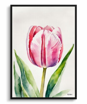 Tulipa Watercolour Botanical Art Print - Pink tulip Framed Plant Wall Art
