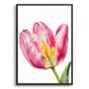 Tulipa Watercolour Botanical Art Print - Pink tulip Minimalist Framed Plant Wall Art 1 watercolour botanical print flowers pink tulip minimalist front view