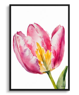 Tulipa Watercolour Botanical Art Print - Pink tulip Minimalist Framed Plant Wall Art