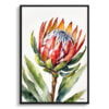 King Protea Sugarbush Watercolour Botanical Art Print - Proteas Minimalist Framed Plant Wall Art 1 watercolour botanical print flowers proteas minimalist front view