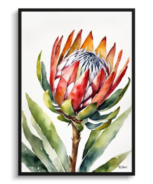 King Protea Sugarbush Watercolour Botanical Art Print - Proteas Minimalist Framed Plant Wall Art