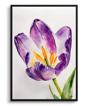 Tulipa Lady Watercolour Botanical Art Print - Purple tulip Minimalist Framed Plant Wall Art