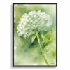 Wild carrot Watercolour Botanical Art Print - Queen Annes lace Framed Plant Wall Art 2 watercolour botanical print flowers queen annes lace front view