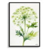 Wild carrot Watercolour Botanical Art Print - Queen Annes lace Minimalist Framed Plant Wall Art 1 watercolour botanical print flowers queen annes lace minimalist front view