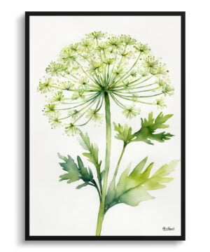 Wild carrot Watercolour Botanical Art Print - Queen Annes lace Minimalist Framed Plant Wall Art