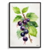 Blackcurrant Watercolour Botanical Art Print - Ribes Nigrum Cassissima Noiroma Minimalist Framed Plant Wall Art 1 watercolour botanical print flowers ribes nigrum cassissima noiroma minimalist front view