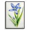 Alpine Squill Watercolour Botanical Art Print - Scilla Bifolia Minimalist Framed Plant Wall Art 2 watercolour botanical print flowers scilla bifolia minimalist front view