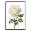 Alba Watercolour Botanical Art Print - White rose Minimalist Framed Plant Wall Art 2 watercolour botanical print flowers white rose minimalist front view