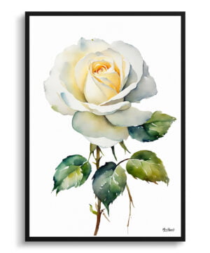 Alba Watercolour Botanical Art Print - White rose Minimalist Framed Plant Wall Art